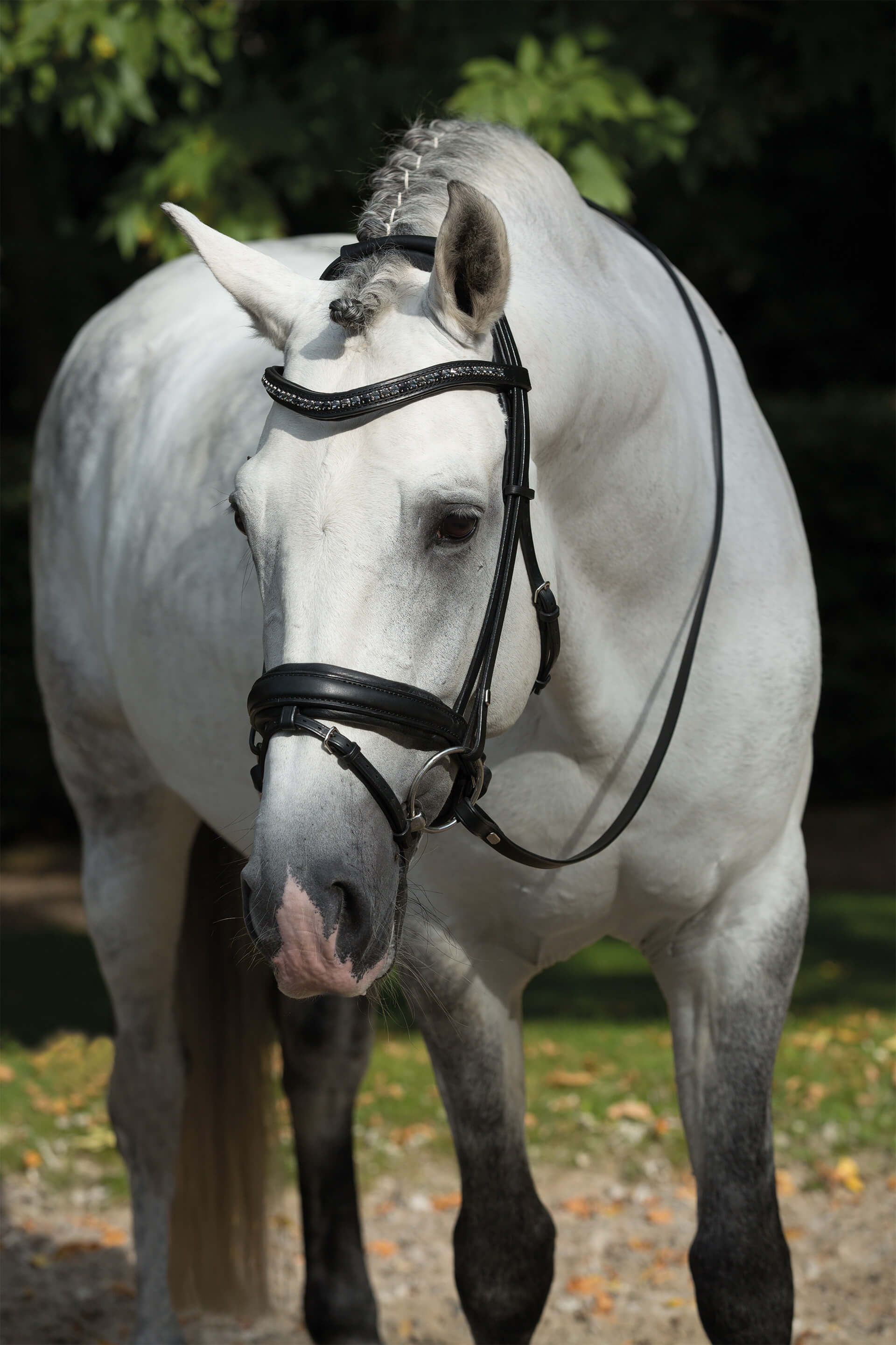 Trensen – Maßsattlerei Hennig