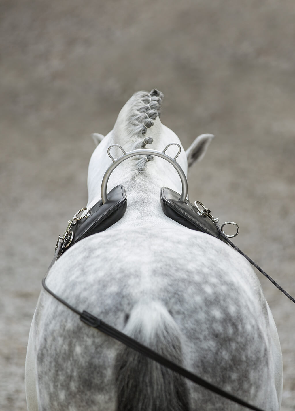 Longierzubehör – Maßsattlerei Hennig