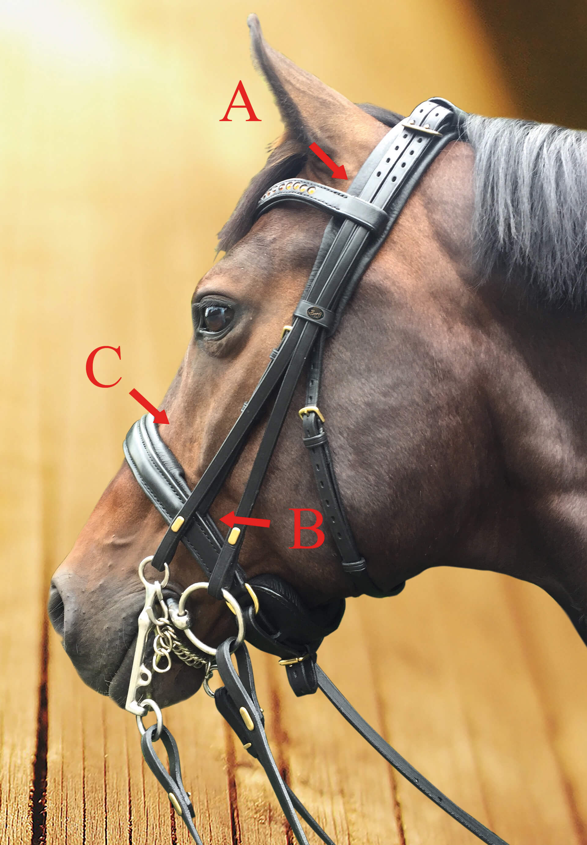 FMS Reithalfter – Maßsattlerei Hennig