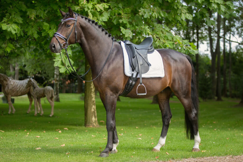 Dressurpferd mit handgefertigtem Hennig Maßsattel – Sattlerei Hennig seit 1986